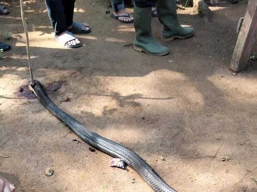 King Cobra yang terlibat pertarungan sengit dengan Kakek Ocang