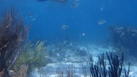 Gayanya saat menikmati keindahan bawah laut Cayman Island. 