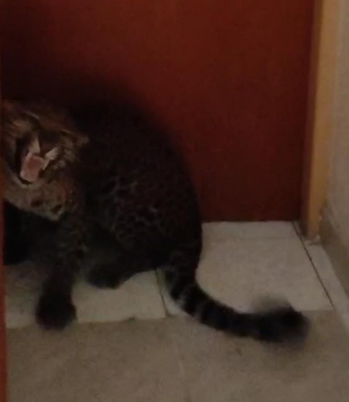 Macan Tutul di Hotel Bandung