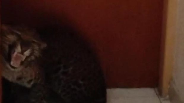 Macan Tutul di Hotel Bandung