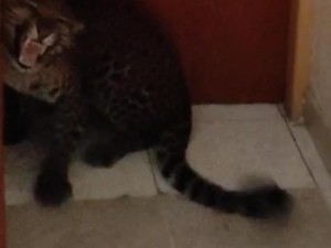Geger, Macan Tutul Masuk Hotel di Bandung