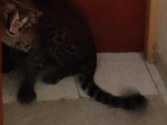 Macan Tutul di Hotel Bandung