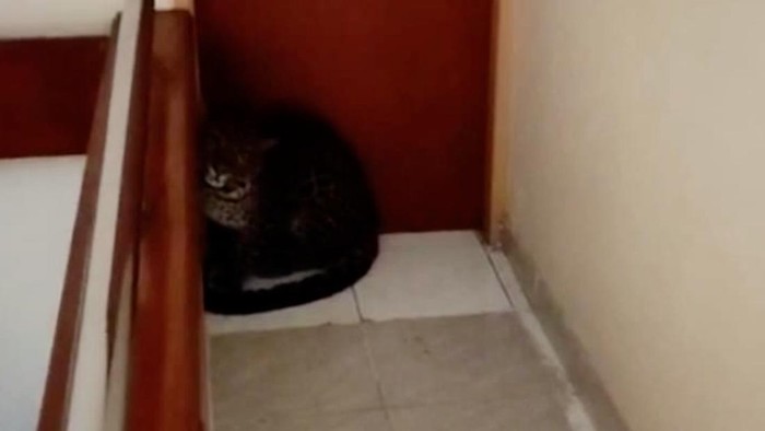 Macan Tutul masuk ke hotel di Bandung