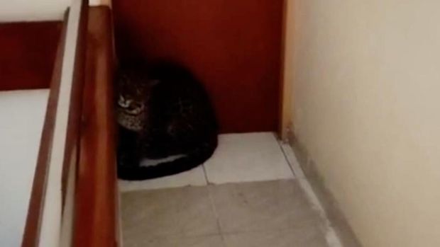 Macan Tutul masuk ke hotel di Bandung