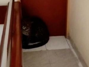 Panik Nasimah di Pagi Hari Saat Macan Tutul Tiba-tiba Masuk Hotel