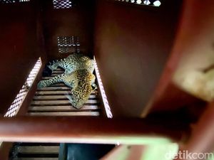 Macan Tutul Masuk Hotel Bakal Direhabilitasi di Sukabumi