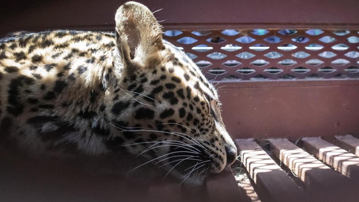Momen Evakuasi Macan Tutul yang Nyasar ke Hotel Bandung Seekor macan tutul (Panthera pardus) berada di dalam kandang usai dievakuasi di Anugerah Hotel, Bandung, Jawa Barat, Senin (6/10/2025). Tim gabungan yang terdiri dari unsur Balai Besar Konservasi Sumber Daya Alam (BBKSDA) Jawa Barat, Polisi, TNI, Diskar PB, dan relawan berhasil mengevakuasi seekor macan tutul yang masuk ke dalam hotel untuk selanjutnya dibawa ke Lembang Park & Zoo untuk mendapatkan perawatan dan observasi lebih lanjut kemudian akan direhabilitasi sementara ke Pusat Penyelamatan Satwa Cikananga (PPSC) di Kabupaten Sukabumi. ANTARA FOTO/Abdan Syakura/tom.