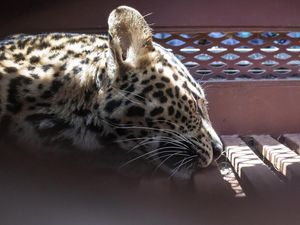 Bandung Raya Sepekan: Kala Macan Tutul Nyelonong ke Hotel di Bandung