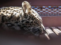 Mengapa Macan Tutul Bisa Berkeliaran di Hotel Bandung? Pakar IPB Bilang Begini