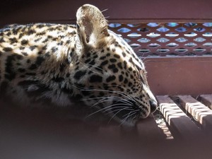 Bandung Raya Sepekan: Kala Macan Tutul Nyelonong ke Hotel di Bandung