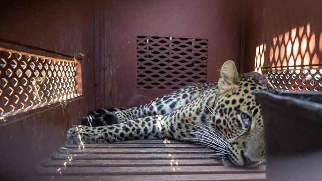 Momen Evakuasi Macan