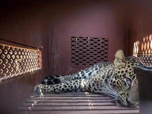 Heboh Pelarian Macan Tutul: dari Balai Desa hingga Masuk Kamar Hotel