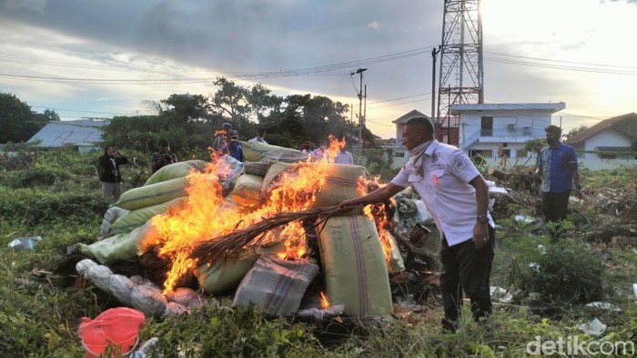 Pemusnahan ganja di Mapolda Aceh. (Foto: Agus Setyadi)