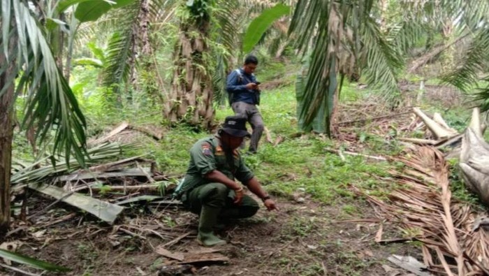 Petugas saat mengecek penemuan jejak harimau. (dok. BBKSDA Sumut)