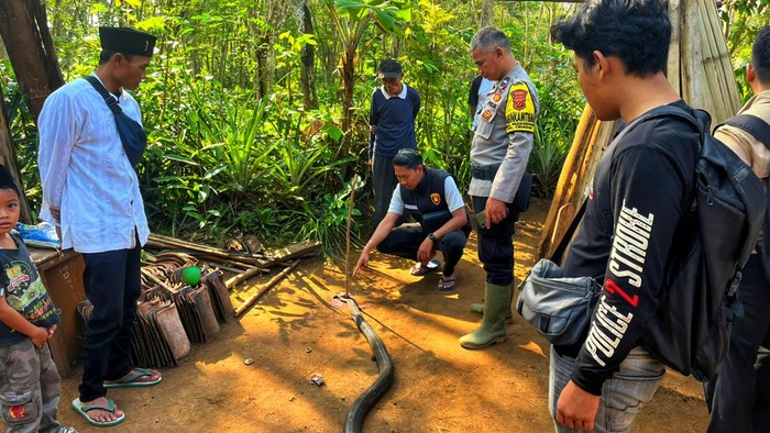 Polisi saat melakukan olah TKP kematian petani Sukabumi gegara King Cobra