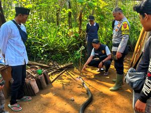 Analisis Panji Petualang soal Duel Maut Ocang Vs King Cobra di Sukabumi