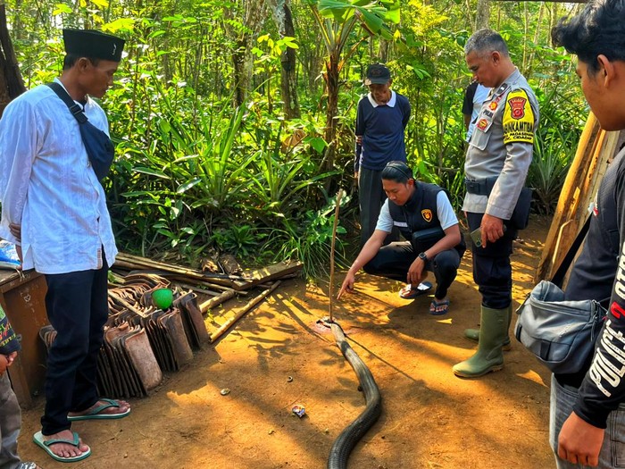 Polisi saat melakukan olah TKP kematian petani Sukabumi gegara King Cobra