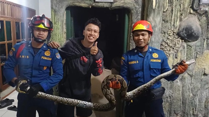 Seekor ular sanca berukuran 2,5 meter muncul di rumah warga di Tanah Baru, Beji, Depok, Jawa Barat tengah malam.  (Dok istimewa).