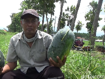 Petani Lumajang Cuan Jutaan dari Segarnya Semangka Inul