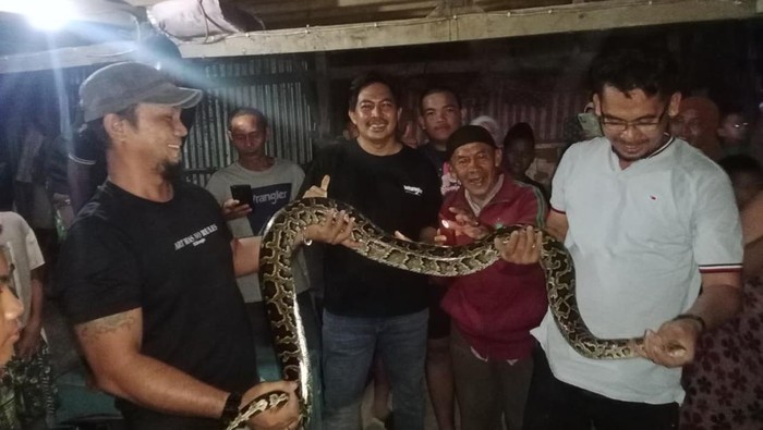 Seekor ular piton berukuran 2 meter masuk ke rumah warga yang sedang sakit dan tinggal sendiri di Makassar, Sulawesi Selatan (Sulsel). Warga ramai-ramai menangkap hewan melata itu.