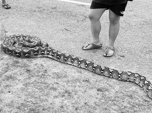 Ular Piton 6 Meter Muncul di Pemukiman Warga Konawe, Langsung Mati Ditebas
