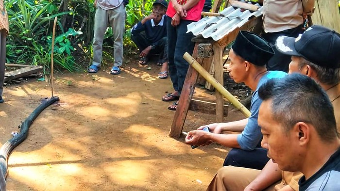 Ular yang duel dengan petani Sukabumi