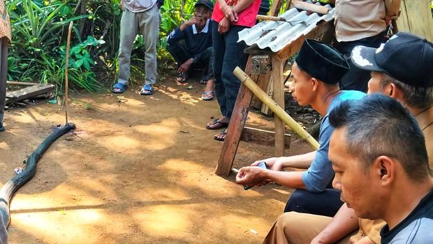 Ular yang duel dengan petani Sukabumi