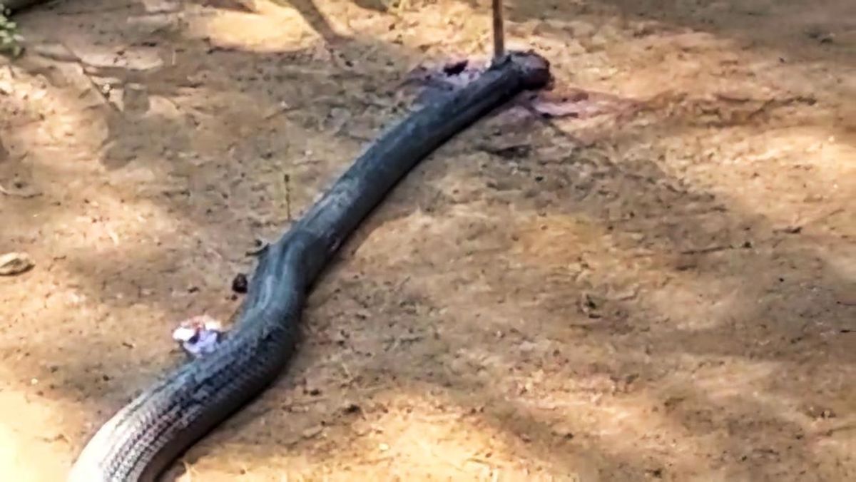 Kisah Heroik Sang Petani Dan Ular King Cobra Di Pedalaman