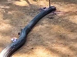 Penampakan King Cobra yang Mati Usai Duel Lawan Petani Sukabumi