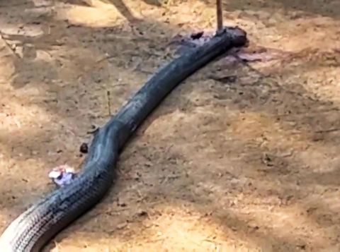 Ular yang duel dengan petani Sukabumi