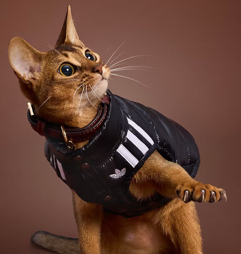 adidas pets adidas pets