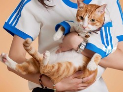 adidas Rilis Koleksi untuk Hewan Peliharaan dan Pemiliknya Kompak Tampil Sporty