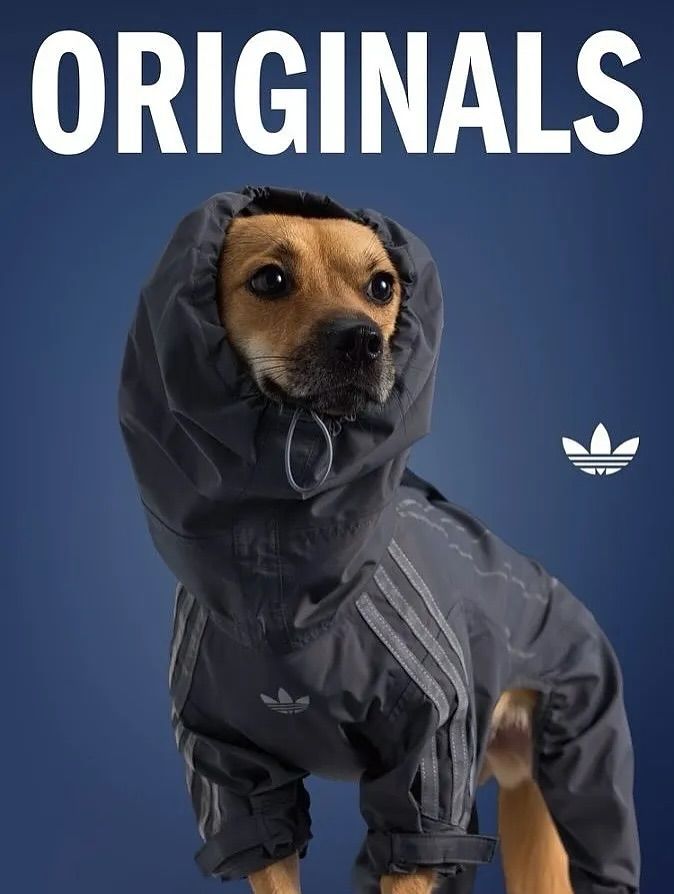 adidas pets adidas pets