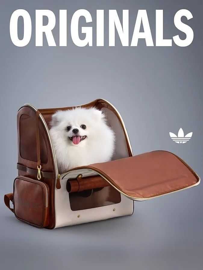 adidas pets adidas pets
