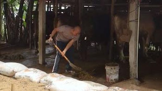 Anggota Satbinmas Polres Pemalang, Aiptu Andi Yoga Setiawan, saat mengelola kotoran sapi menjadi biogas di kandang peternakannya.