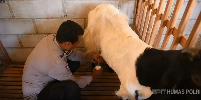 Bhabinkamtibmas Polsek Bangsri Brigadir Revangga Kristyan mengajak warga berdaya dengan beternak kambing Etawa. Bhabinkamtibmas Polsek Bangsri Brigadir Revangga Kristyan mengajak warga berdaya dengan beternak kambing Etawa.