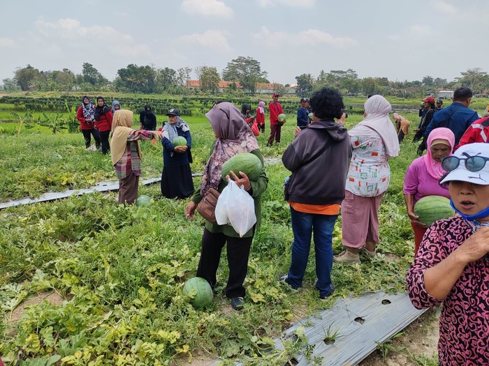 Buka Perdana, Wisata Petik Buah di Demakijo Klaten Dibanjiri Warga