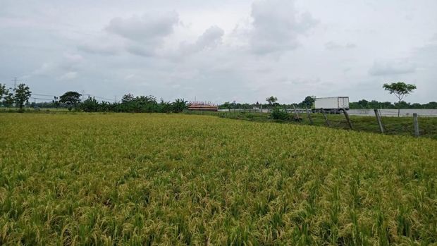 Desa Wisata Ngubalan Ngawi