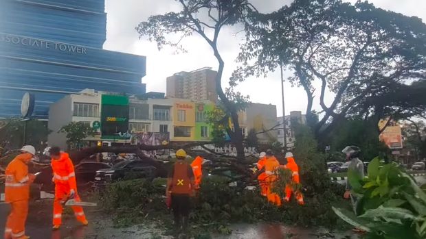 Hujan deras disertai angin kencang di Tangsel menyebabkan sejumlah pohon tumbang. Lalu lintas pun terdampak, apalagi juga terjadi jalan tergenang banjir. (dok Pribadi/Galuh PI)