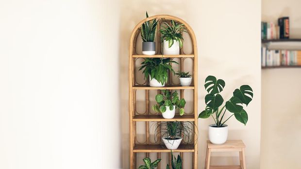 Ilustrasi tanaman hias di rak Trendy home plants: monstera, dieffenbachia, sansevieria, pilea on a wicker bookcase in the room, indoor garden concept with copy space