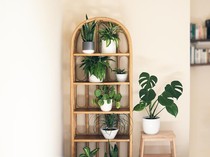 Jauhkan 7 Tanaman Hias Ini dari Kucing, Bisa Berbahaya!