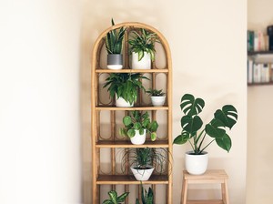 Bisakah Tanaman Indoor Bantu Hilangkan Kabut Asap dari Dalam Rumah?