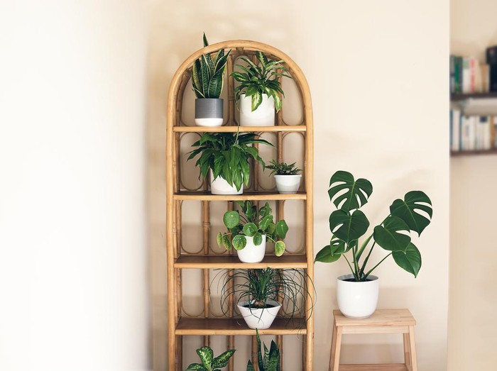 Ilustrasi tanaman hias di rak Trendy home plants: monstera, dieffenbachia, sansevieria, pilea on a wicker bookcase in the room, indoor garden concept with copy space