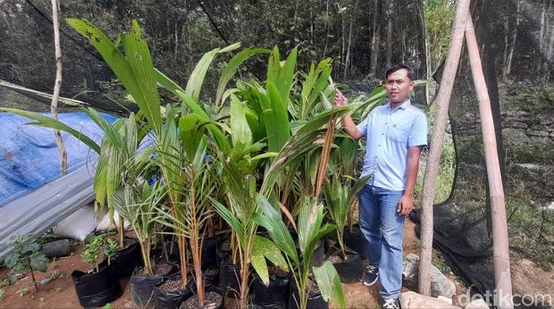Kelapa kopyor di Semuten, Jatimulyo, Dlingo, Bantul, Selasa (7/10/2025).