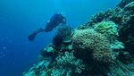 Menjelajahi Keindahan Bawah Laut Wakatobi