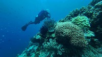 Penyelam menikmati keindahan terumbu karang di Sombu Dive, Wakatobi. Selain pesona biota lautnya, lokasi ini juga menawarkan pengalaman menyelam kelas dunia. Foto: ANTARA FOTO/Jojon