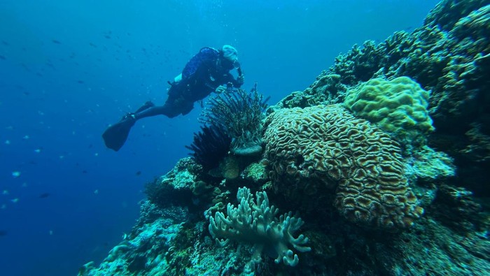 Wisatawan menyelam di bawah laut Sombu Dive, di Kecamatan Wangi-wangi, Wakatobi, Sulawesi Tenggara, Selasa (7/10/2025). Taman Nasional Wakatobi mencatat di perairannya menjadi habitat bagi lebih dari 750 spesies ikan terumbu karang dan 850 spesies moluska, selain itu terdapat juga lebih dari 1.000 spesies hewan laut di antaranya penyu, hiu, paus, dan lumba-lumba. ANTARA FOTO/Jojon/tom.