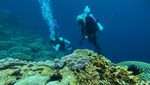Menjelajahi Keindahan Bawah Laut Wakatobi