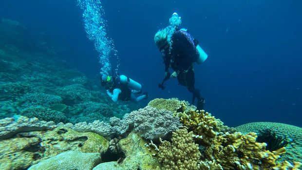 Wisatawan menyelam di bawah laut Sombu Dive, di Kecamatan Wangi-wangi, Wakatobi, Sulawesi Tenggara, Selasa (7/10/2025). Taman Nasional Wakatobi mencatat di perairannya menjadi habitat bagi lebih dari 750 spesies ikan terumbu karang dan 850 spesies moluska, selain itu terdapat juga lebih dari 1.000 spesies hewan laut di antaranya penyu, hiu, paus, dan lumba-lumba. ANTARA FOTO/Jojon/tom.