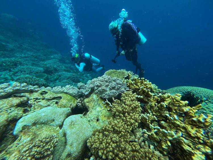 Menjelajahi Keindahan Bawah Laut Wakatobi